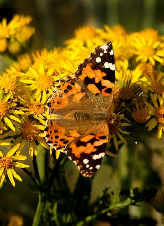 Butterfly on flowers.