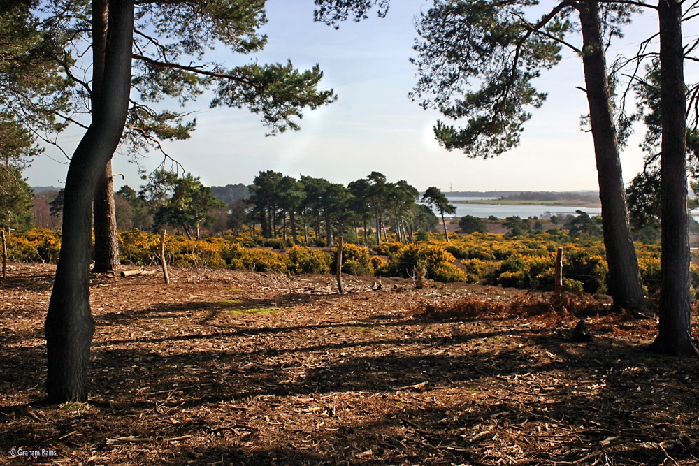 Arne Nature Reserve In Dorset