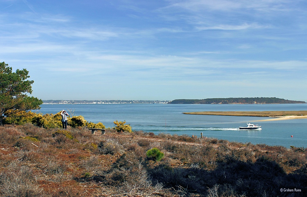 Arne Nature Reserve in Dorset