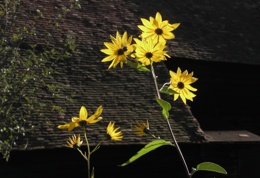 South Stoke, Oxfordshire
