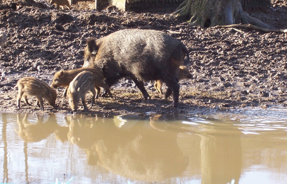 Bowland Wild Boar Park