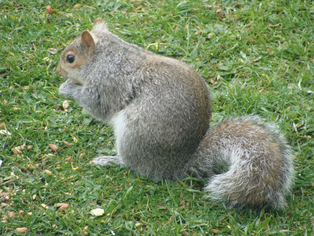 Photograph of Squirrel in Mum's garden