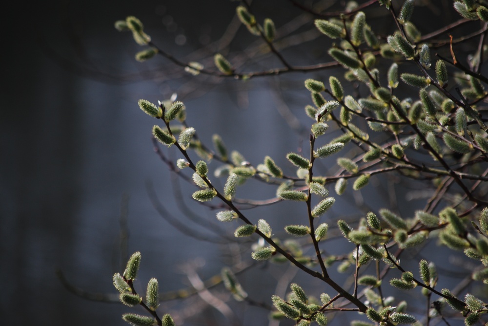 More spring time signs