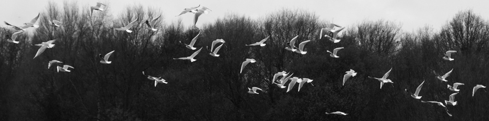 Birds in flight - Dinton Pastures