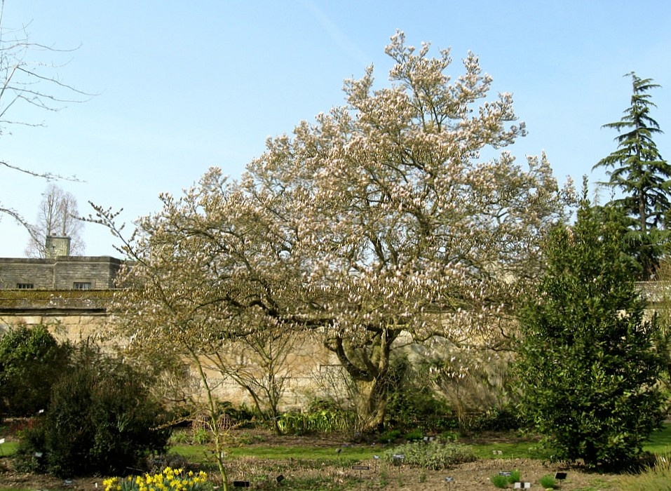 Oxford Botanical Gardens 64
