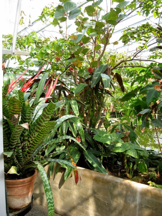 Oxford Botanical Gardens 82