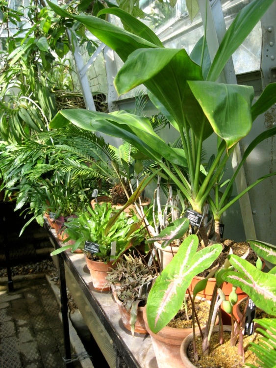 Oxford Botanical Gardens 86