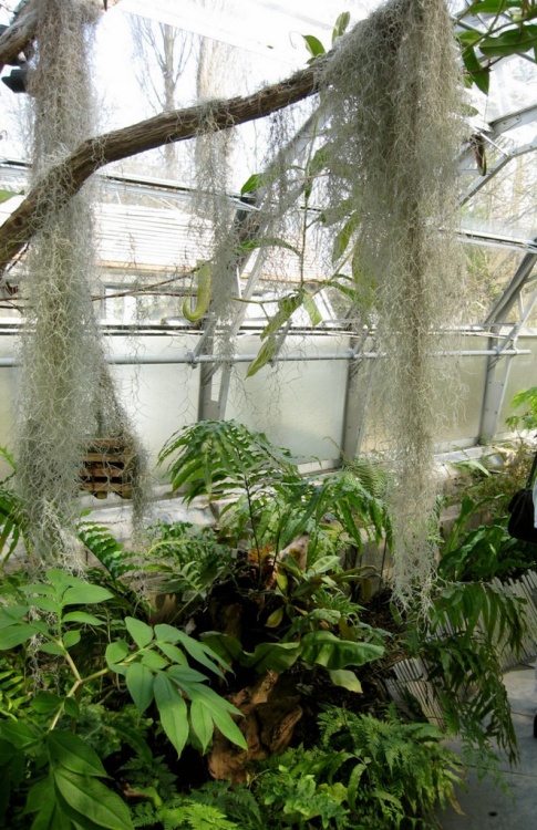 Oxford Botanical Gardens 89