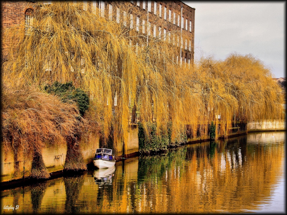 Weeping Willow on the River Wensum