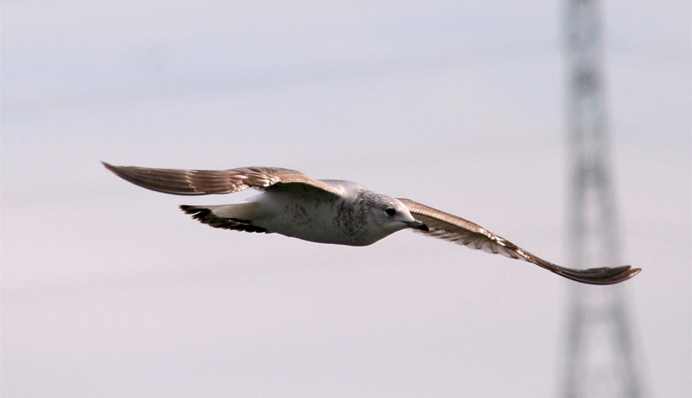 Common Gull.