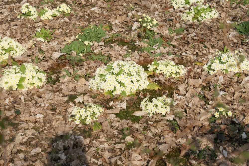 A picture of Thorp Perrow