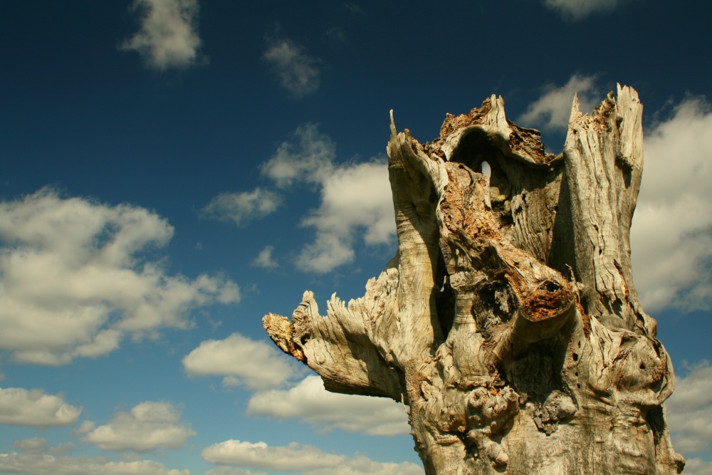 Shattered Oak and a soaring sky. photo by Adie Ray