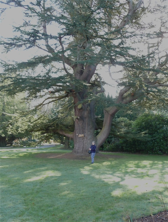 Ancient Cedar of Lebanon
