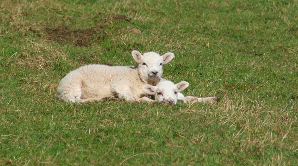 Photograph of Lambs