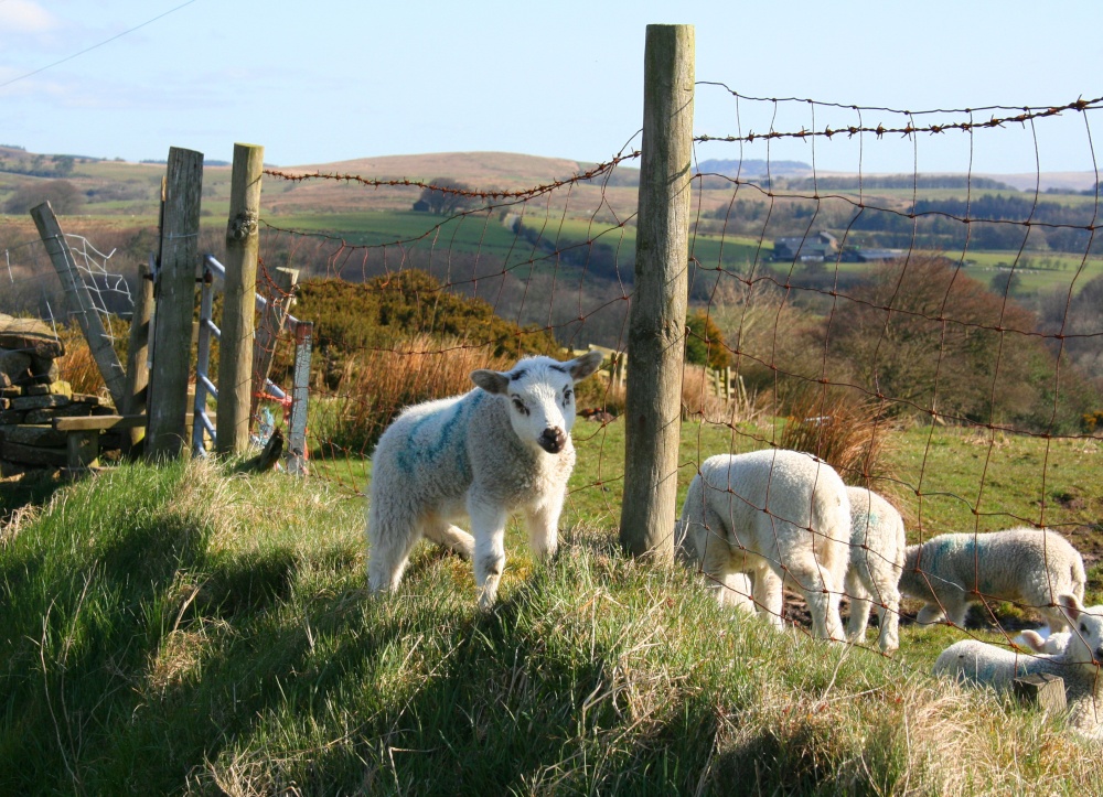 Photograph of Lambs