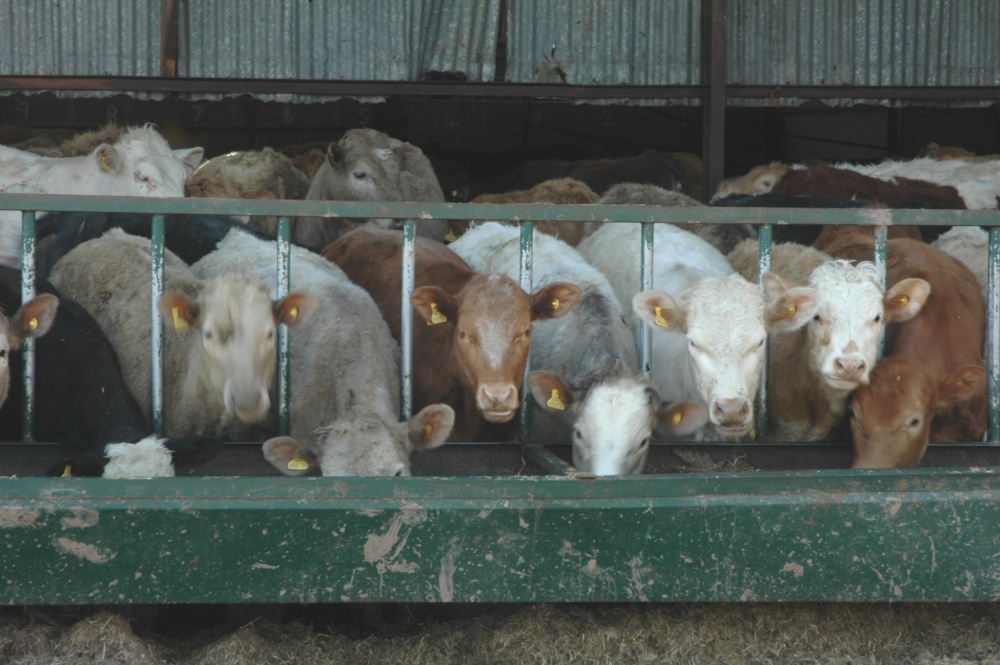 Photograph of Food Glorious Food!