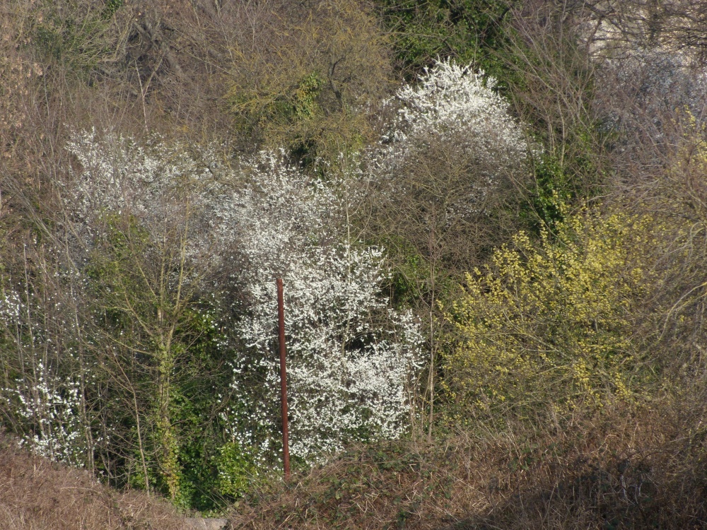 Blackthorn and Willow blossom