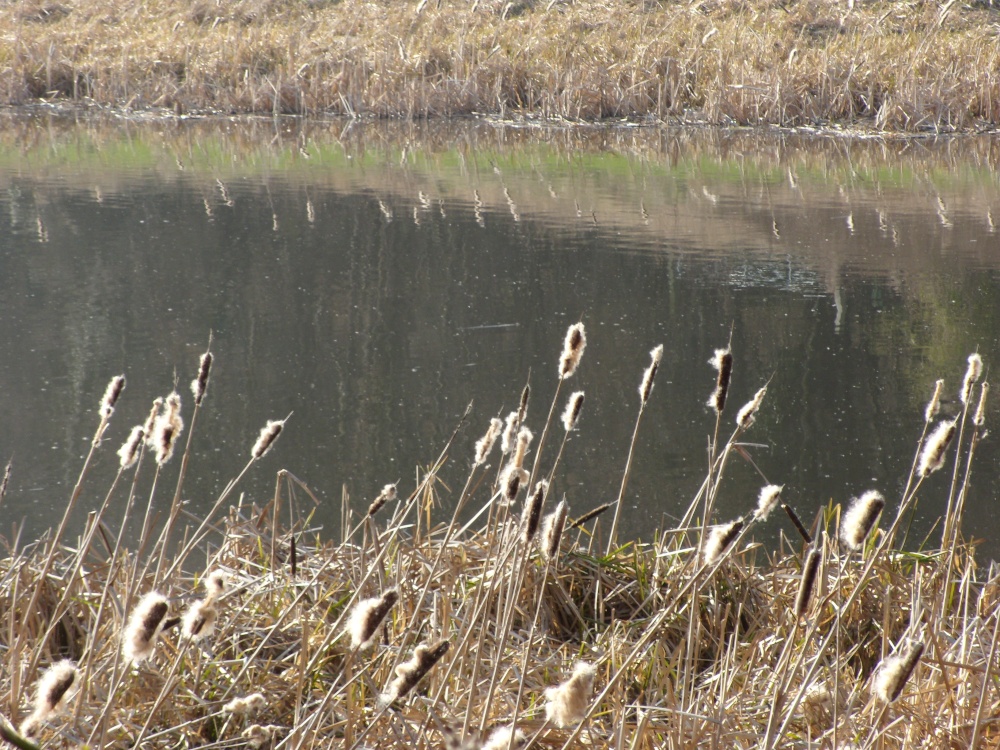 Reed Mace seeding