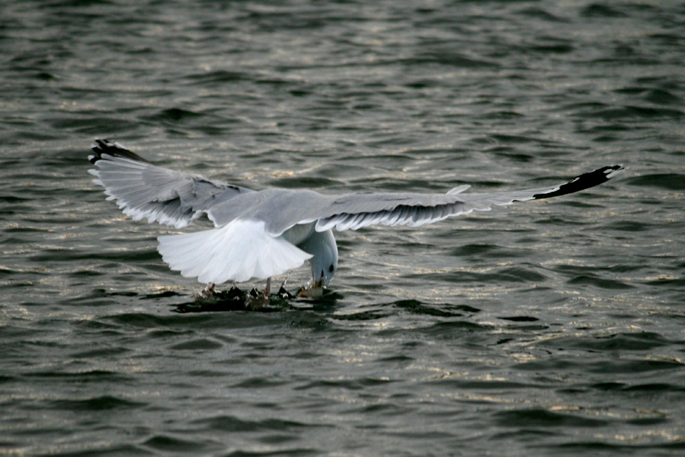 Herring Gull fishing.