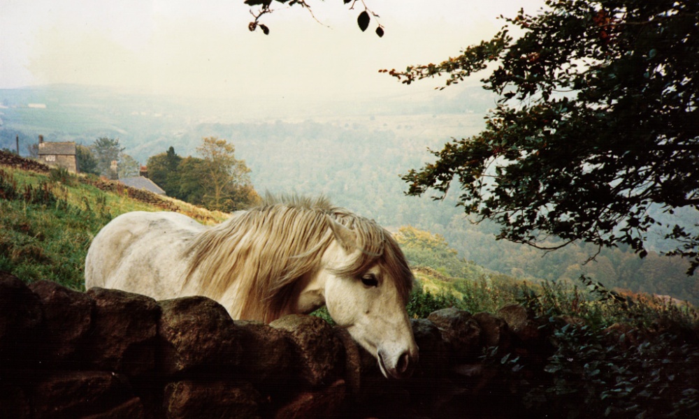 'Beauty' at Hebden Bridge, West Yorkshire