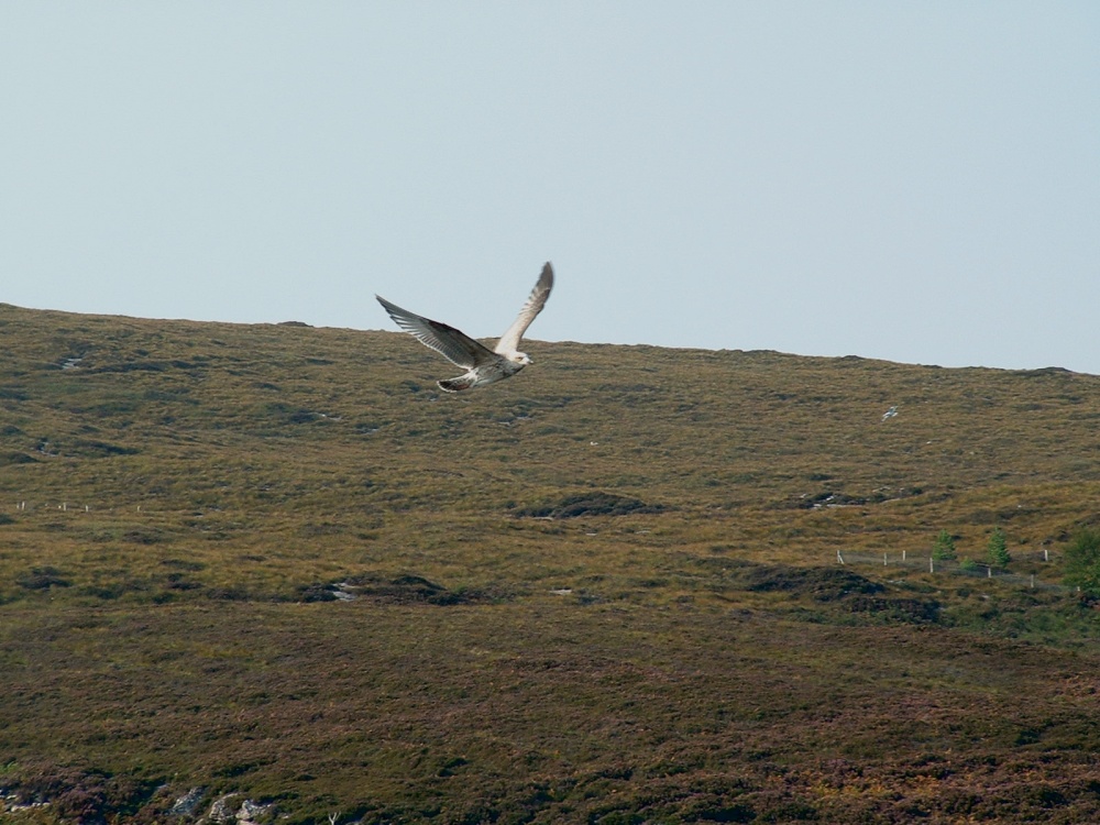 Young gull in flight over Isle Martin