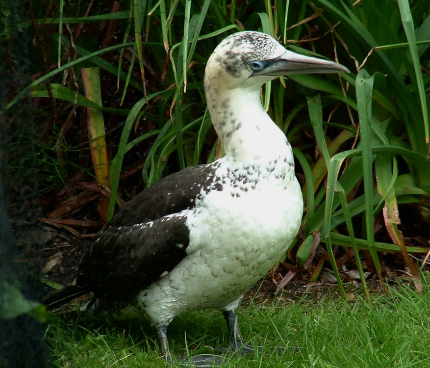 Young Gannet