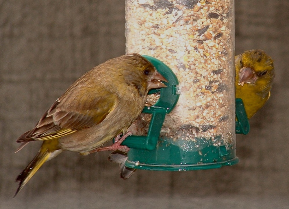 Greenfinches feeding