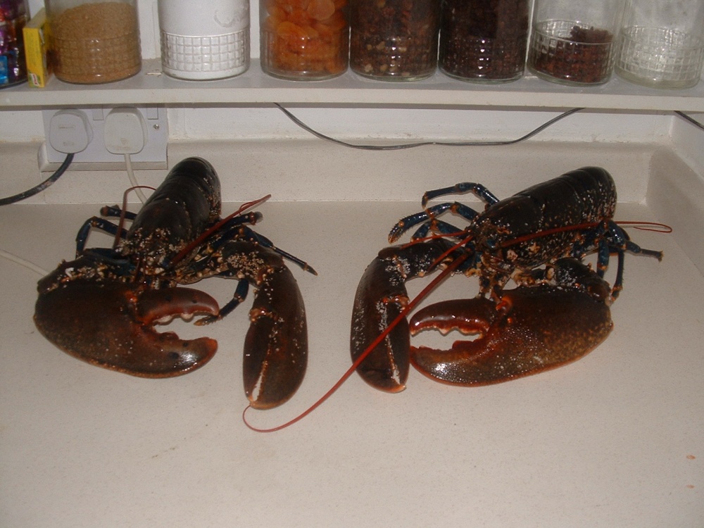 Pair of fine (live) lobsters