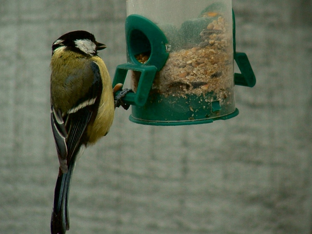Coal Tit feeding
