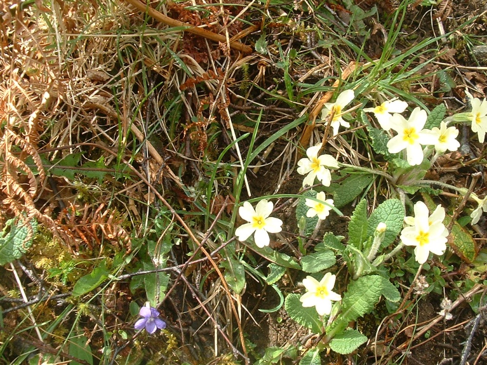 Primroses and violets on 'The Wee Mad Road'