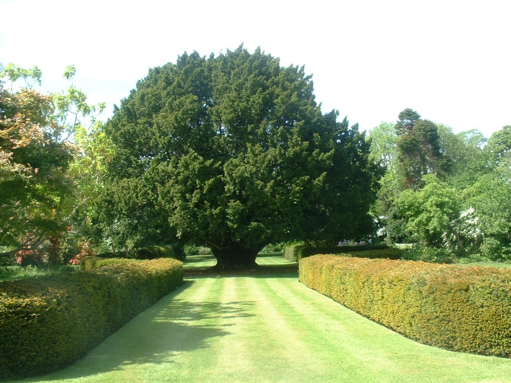 Photograph of Old yew tree, Dundonnel Gardens