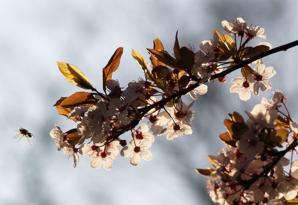 Photograph of Blossom and Bee, Passenham, Northants