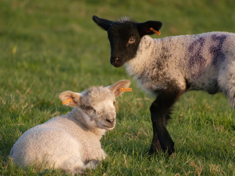 Photograph of Lambs, Passenham, Northants