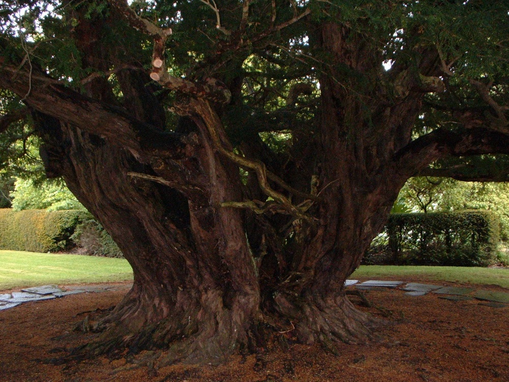 Photograph of Trunk of ancient Yew tree, Dundonnel Gardens