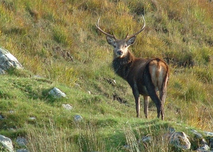 Photograph of Fine Red Deer stag, taken from 'Wee Mad Road'
