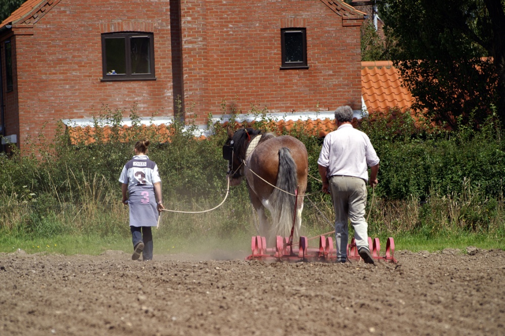 Plowing the field.