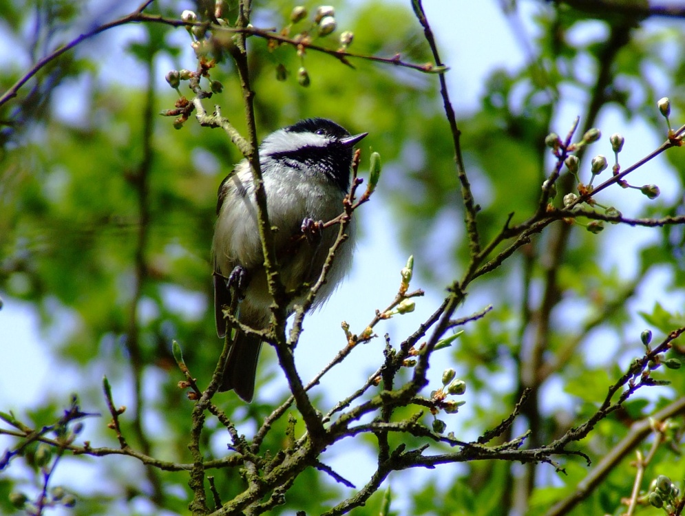 Photograph of Coal tit....parus ater
