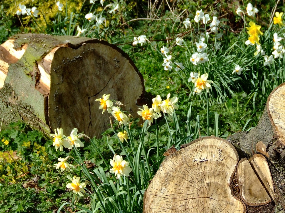 Daffodils