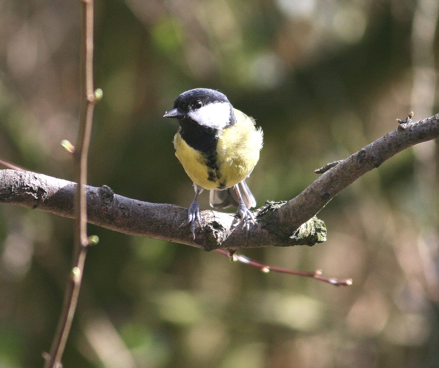 Great Tit.