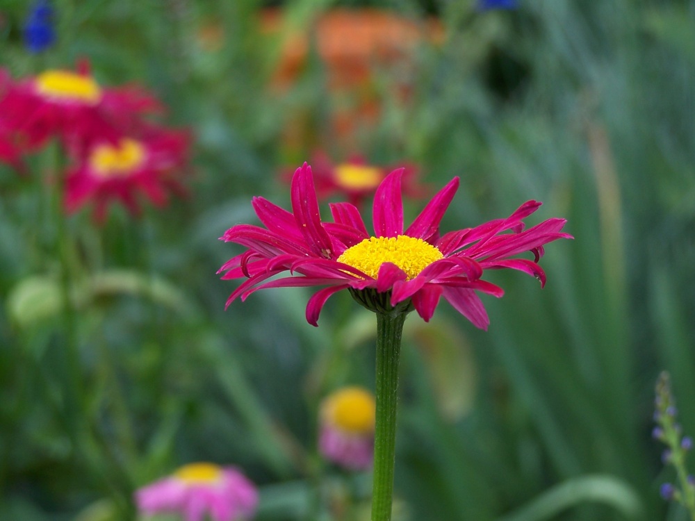 Red daisy at Hyde Hall