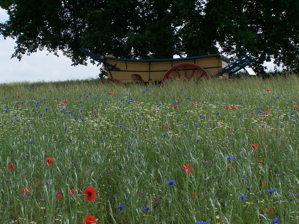 Wild flowers with cart in the background at Hyde Hall photo by Hilda Whitworth