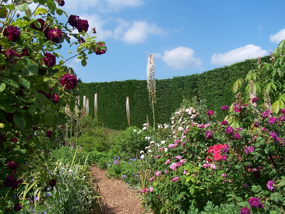 Photograph of Flowers at Hyde Hall
