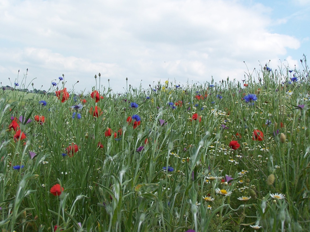 Wild flowers at Hyde Hall