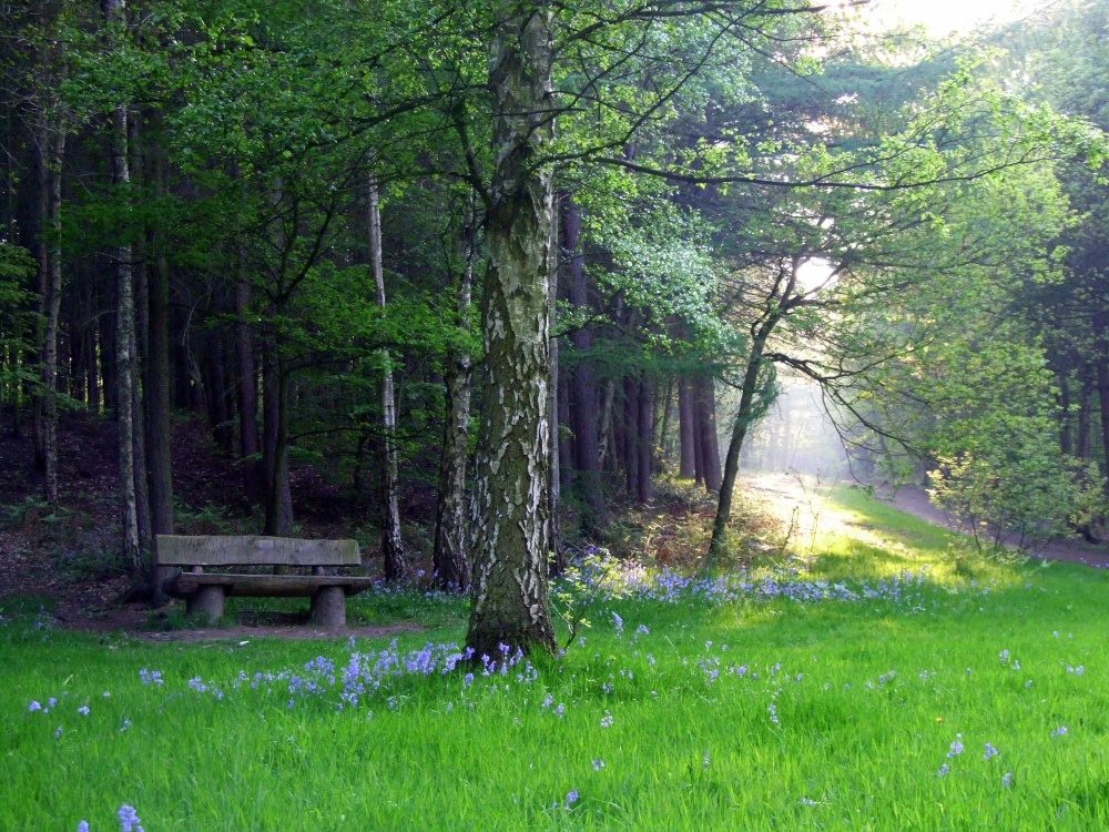 Woodland Scene Newmillerdam