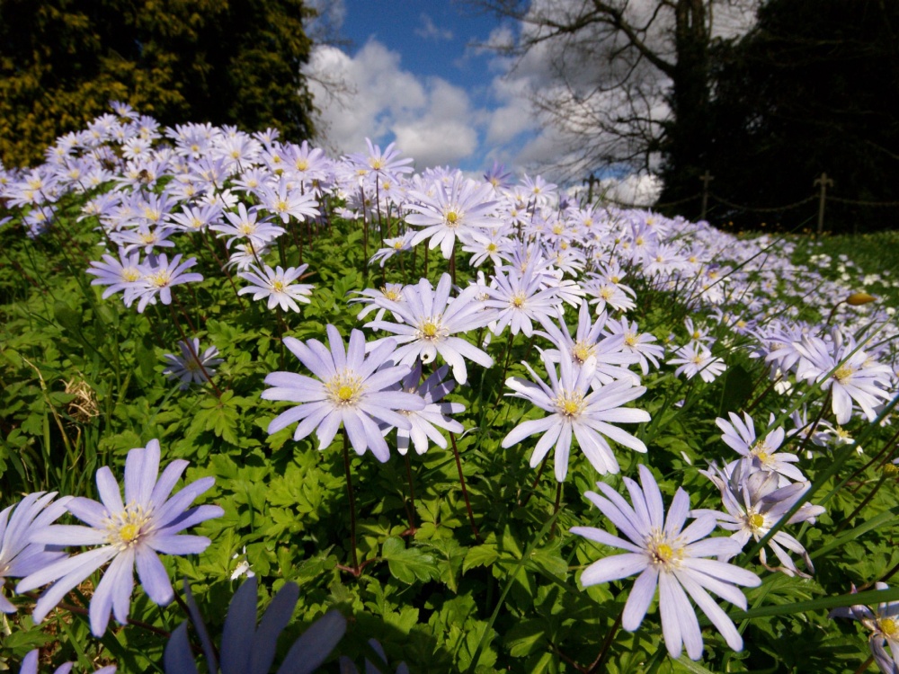 Spring flowers, churchyard at Thenford, Northants.