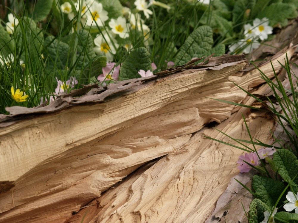 Fallen tree and primroses, churchyard at Thenford, Northants.