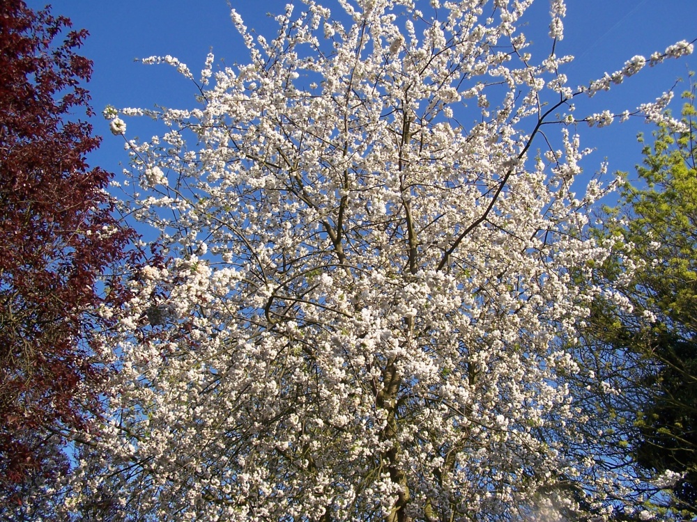 More pretty blossom by the Church of St. Marys