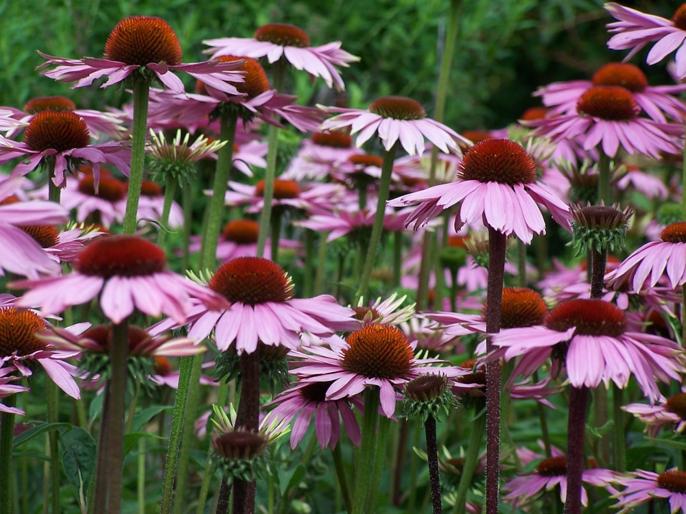 Echinacea at Hyde Hall