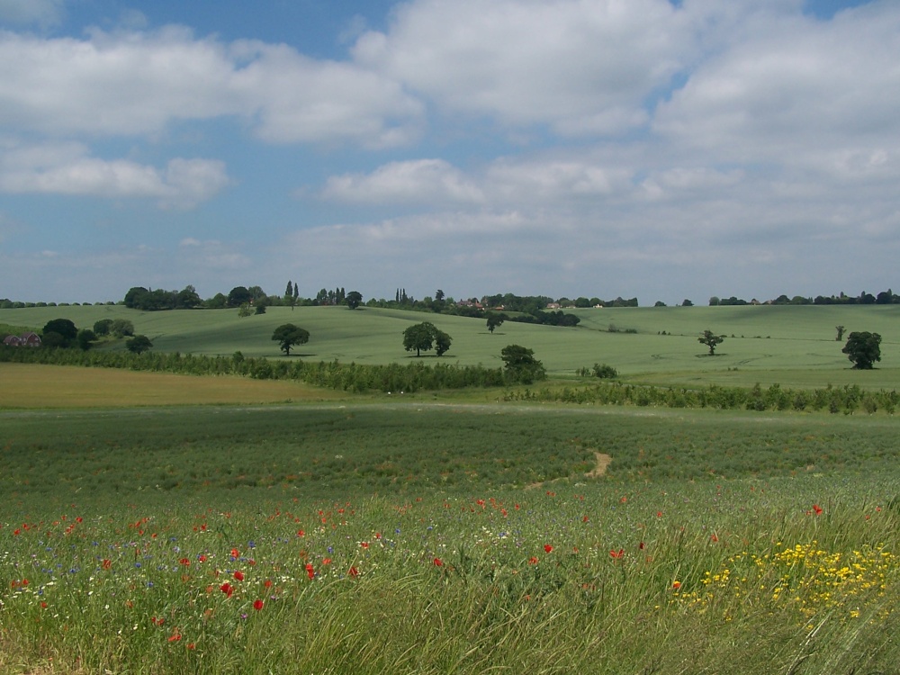 Looking across the meadow to the Essex countryside