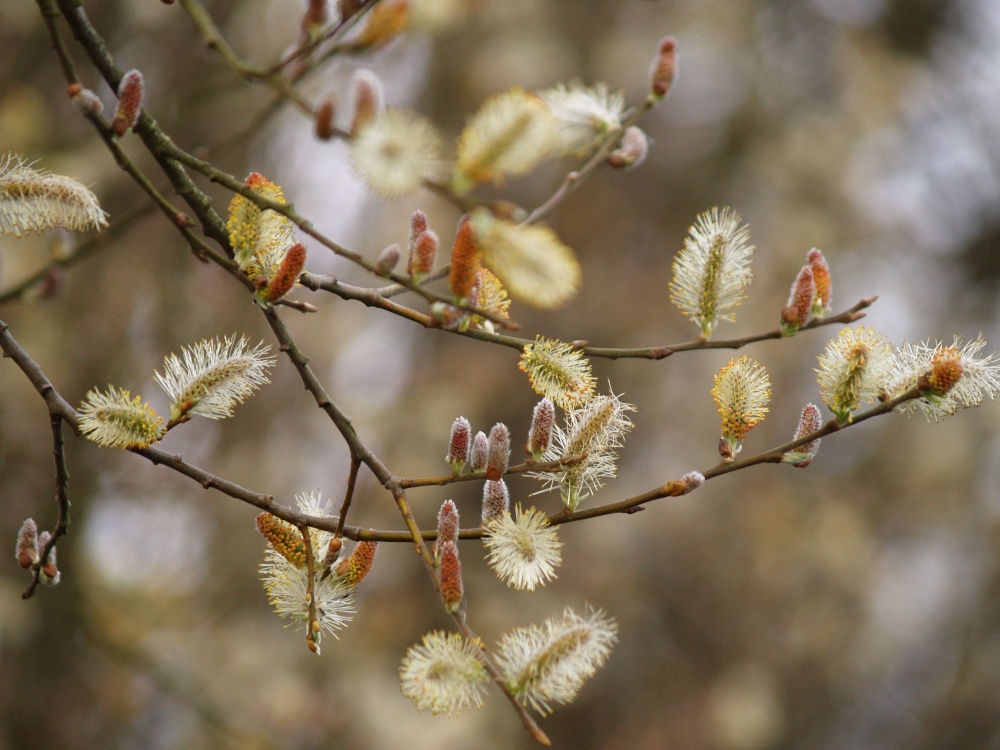 Willow, Clattercote Reservoir, Oxon.